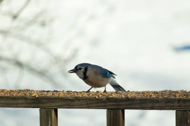 Bu güzel mavi karga ahşap korkuluklara doğru geldi. Kuşyemi bu kuşun her yerinde. Bu renkli kuşları beyaz, siyah ve mavi tüyleriyle izlemek çok güzel..