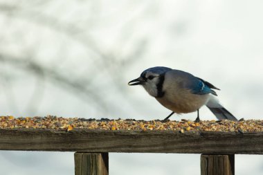 Bu güzel mavi karga ahşap korkuluklara doğru geldi. Kuşyemi bu kuşun her yerinde. Bu renkli kuşları beyaz, siyah ve mavi tüyleriyle izlemek çok güzel..