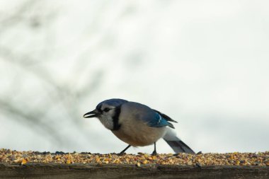 Bu güzel mavi karga ahşap korkuluklara doğru geldi. Kuşyemi bu kuşun her yerinde. Bu renkli kuşları beyaz, siyah ve mavi tüyleriyle izlemek çok güzel..