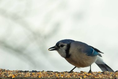 Bu güzel mavi karga ahşap korkuluklara doğru geldi. Kuşyemi bu kuşun her yerinde. Bu renkli kuşları beyaz, siyah ve mavi tüyleriyle izlemek çok güzel..