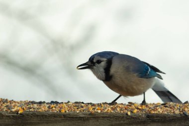 Bu güzel mavi karga ahşap korkuluklara doğru geldi. Kuşyemi bu kuşun her yerinde. Bu renkli kuşları beyaz, siyah ve mavi tüyleriyle izlemek çok güzel..