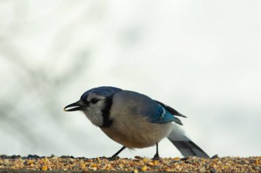 Bu güzel mavi karga ahşap korkuluklara doğru geldi. Kuşyemi bu kuşun her yerinde. Bu renkli kuşları beyaz, siyah ve mavi tüyleriyle izlemek çok güzel..
