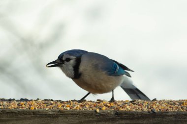 Bu güzel mavi karga ahşap korkuluklara doğru geldi. Kuşyemi bu kuşun her yerinde. Bu renkli kuşları beyaz, siyah ve mavi tüyleriyle izlemek çok güzel..