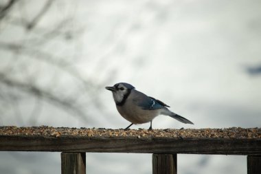 Bu güzel mavi karga ahşap korkuluklara doğru geldi. Kuşyemi bu kuşun her yerinde. Bu renkli kuşları beyaz, siyah ve mavi tüyleriyle izlemek çok güzel..