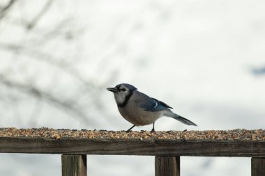 Bu güzel mavi karga ahşap korkuluklara doğru geldi. Kuşyemi bu kuşun her yerinde. Bu renkli kuşları beyaz, siyah ve mavi tüyleriyle izlemek çok güzel..