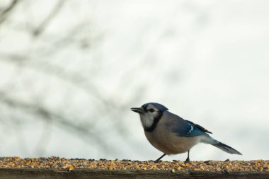 Bu güzel mavi karga ahşap korkuluklara doğru geldi. Kuşyemi bu kuşun her yerinde. Bu renkli kuşları beyaz, siyah ve mavi tüyleriyle izlemek çok güzel..