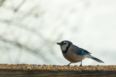 Bu güzel mavi karga ahşap korkuluklara doğru geldi. Kuşyemi bu kuşun her yerinde. Bu renkli kuşları beyaz, siyah ve mavi tüyleriyle izlemek çok güzel..