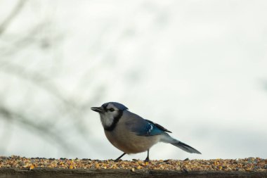 Bu güzel mavi karga ahşap korkuluklara doğru geldi. Kuşyemi bu kuşun her yerinde. Bu renkli kuşları beyaz, siyah ve mavi tüyleriyle izlemek çok güzel..