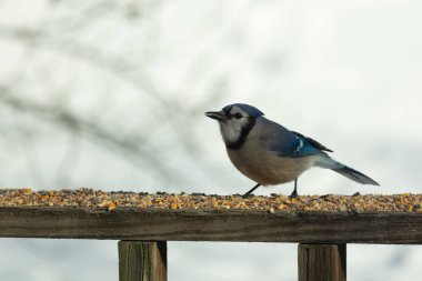 Bu güzel mavi karga ahşap korkuluklara doğru geldi. Kuşyemi bu kuşun her yerinde. Bu renkli kuşları beyaz, siyah ve mavi tüyleriyle izlemek çok güzel..