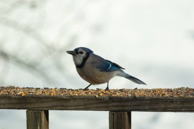 Bu güzel mavi karga ahşap korkuluklara doğru geldi. Kuşyemi bu kuşun her yerinde. Bu renkli kuşları beyaz, siyah ve mavi tüyleriyle izlemek çok güzel..