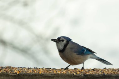 Bu güzel mavi karga ahşap korkuluklara doğru geldi. Kuşyemi bu kuşun her yerinde. Bu renkli kuşları beyaz, siyah ve mavi tüyleriyle izlemek çok güzel..