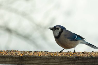 Bu güzel mavi karga ahşap korkuluklara doğru geldi. Kuşyemi bu kuşun her yerinde. Bu renkli kuşları beyaz, siyah ve mavi tüyleriyle izlemek çok güzel..