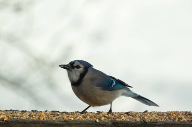 Bu güzel mavi karga ahşap korkuluklara doğru geldi. Kuşyemi bu kuşun her yerinde. Bu renkli kuşları beyaz, siyah ve mavi tüyleriyle izlemek çok güzel..