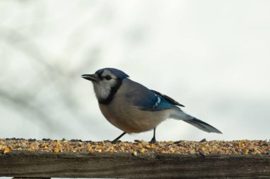 Bu güzel mavi karga ahşap korkuluklara doğru geldi. Kuşyemi bu kuşun her yerinde. Bu renkli kuşları beyaz, siyah ve mavi tüyleriyle izlemek çok güzel..