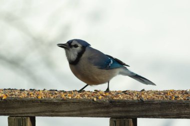 Bu güzel mavi karga ahşap korkuluklara doğru geldi. Kuşyemi bu kuşun her yerinde. Bu renkli kuşları beyaz, siyah ve mavi tüyleriyle izlemek çok güzel..