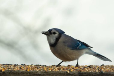 Bu güzel mavi karga ahşap korkuluklara doğru geldi. Kuşyemi bu kuşun her yerinde. Bu renkli kuşları beyaz, siyah ve mavi tüyleriyle izlemek çok güzel..