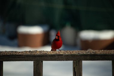 Bu güzel kardinal kuş yemi almak için ahşap korkuluklara çıktı. Parlak kırmızı renkli kuş mohawk ve siyah maskesiyle çok güzel görünüyor. Bu bir erkek ve yiyecek bir şeyler arıyor..