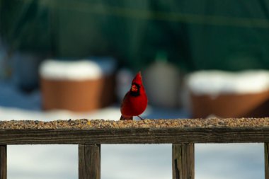 Bu güzel kardinal kuş yemi almak için ahşap korkuluklara çıktı. Parlak kırmızı renkli kuş mohawk ve siyah maskesiyle çok güzel görünüyor. Bu bir erkek ve yiyecek bir şeyler arıyor..