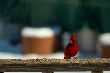 Bu güzel kardinal kuş yemi almak için ahşap korkuluklara çıktı. Parlak kırmızı renkli kuş mohawk ve siyah maskesiyle çok güzel görünüyor. Bu bir erkek ve yiyecek bir şeyler arıyor..