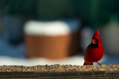Bu güzel kardinal kuş yemi almak için ahşap korkuluklara çıktı. Parlak kırmızı renkli kuş mohawk ve siyah maskesiyle çok güzel görünüyor. Bu bir erkek ve yiyecek bir şeyler arıyor..