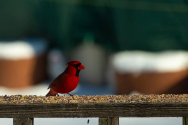 Bu güzel kardinal kuş yemi almak için ahşap korkuluklara çıktı. Parlak kırmızı renkli kuş mohawk ve siyah maskesiyle çok güzel görünüyor. Bu bir erkek ve yiyecek bir şeyler arıyor..