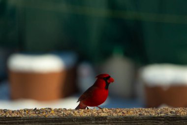 Bu güzel kardinal kuş yemi almak için ahşap korkuluklara çıktı. Parlak kırmızı renkli kuş mohawk ve siyah maskesiyle çok güzel görünüyor. Bu bir erkek ve yiyecek bir şeyler arıyor..