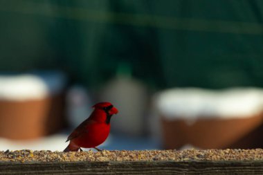 Bu güzel kardinal kuş yemi almak için ahşap korkuluklara çıktı. Parlak kırmızı renkli kuş mohawk ve siyah maskesiyle çok güzel görünüyor. Bu bir erkek ve yiyecek bir şeyler arıyor..