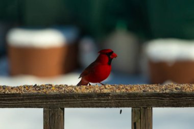 Bu güzel kardinal kuş yemi almak için ahşap korkuluklara çıktı. Parlak kırmızı renkli kuş mohawk ve siyah maskesiyle çok güzel görünüyor. Bu bir erkek ve yiyecek bir şeyler arıyor..