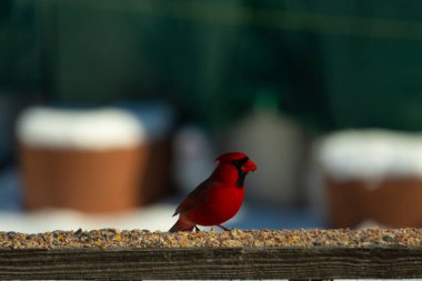 Bu güzel kardinal kuş yemi almak için ahşap korkuluklara çıktı. Parlak kırmızı renkli kuş mohawk ve siyah maskesiyle çok güzel görünüyor. Bu bir erkek ve yiyecek bir şeyler arıyor..