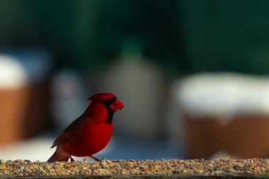 Bu güzel kardinal kuş yemi almak için ahşap korkuluklara çıktı. Parlak kırmızı renkli kuş mohawk ve siyah maskesiyle çok güzel görünüyor. Bu bir erkek ve yiyecek bir şeyler arıyor..