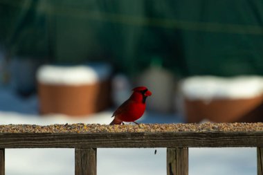 Bu güzel kardinal kuş yemi almak için ahşap korkuluklara çıktı. Parlak kırmızı renkli kuş mohawk ve siyah maskesiyle çok güzel görünüyor. Bu bir erkek ve yiyecek bir şeyler arıyor..