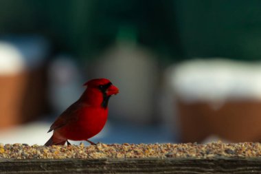 Bu güzel kardinal kuş yemi almak için ahşap korkuluklara çıktı. Parlak kırmızı renkli kuş mohawk ve siyah maskesiyle çok güzel görünüyor. Bu bir erkek ve yiyecek bir şeyler arıyor..