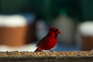 Bu güzel kardinal kuş yemi almak için ahşap korkuluklara çıktı. Parlak kırmızı renkli kuş mohawk ve siyah maskesiyle çok güzel görünüyor. Bu bir erkek ve yiyecek bir şeyler arıyor..