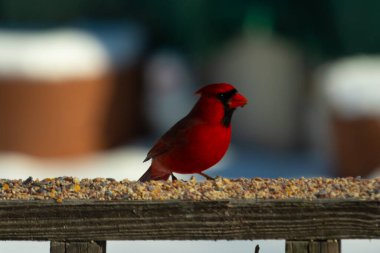 Bu güzel kardinal kuş yemi almak için ahşap korkuluklara çıktı. Parlak kırmızı renkli kuş mohawk ve siyah maskesiyle çok güzel görünüyor. Bu bir erkek ve yiyecek bir şeyler arıyor..