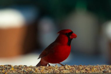 Bu güzel kardinal kuş yemi almak için ahşap korkuluklara çıktı. Parlak kırmızı renkli kuş mohawk ve siyah maskesiyle çok güzel görünüyor. Bu bir erkek ve yiyecek bir şeyler arıyor..