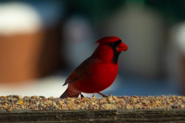 Bu güzel kardinal kuş yemi almak için ahşap korkuluklara çıktı. Parlak kırmızı renkli kuş mohawk ve siyah maskesiyle çok güzel görünüyor. Bu bir erkek ve yiyecek bir şeyler arıyor..