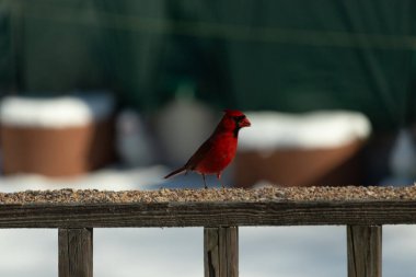 Bu güzel kardinal kuş yemi almak için ahşap korkuluklara çıktı. Parlak kırmızı renkli kuş mohawk ve siyah maskesiyle çok güzel görünüyor. Bu bir erkek ve yiyecek bir şeyler arıyor..