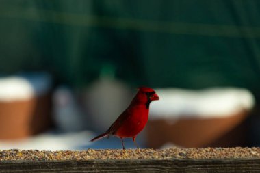 Bu güzel kardinal kuş yemi almak için ahşap korkuluklara çıktı. Parlak kırmızı renkli kuş mohawk ve siyah maskesiyle çok güzel görünüyor. Bu bir erkek ve yiyecek bir şeyler arıyor..