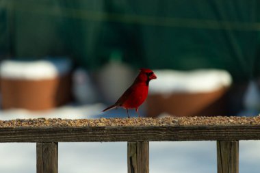 Bu güzel kardinal kuş yemi almak için ahşap korkuluklara çıktı. Parlak kırmızı renkli kuş mohawk ve siyah maskesiyle çok güzel görünüyor. Bu bir erkek ve yiyecek bir şeyler arıyor..