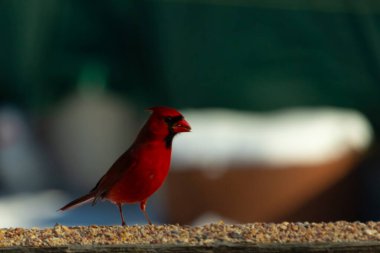 Bu güzel kardinal kuş yemi almak için ahşap korkuluklara çıktı. Parlak kırmızı renkli kuş mohawk ve siyah maskesiyle çok güzel görünüyor. Bu bir erkek ve yiyecek bir şeyler arıyor..