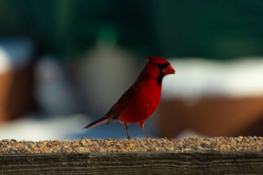 Bu güzel kardinal kuş yemi almak için ahşap korkuluklara çıktı. Parlak kırmızı renkli kuş mohawk ve siyah maskesiyle çok güzel görünüyor. Bu bir erkek ve yiyecek bir şeyler arıyor..