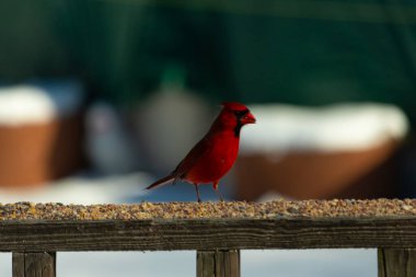 Bu güzel kardinal kuş yemi almak için ahşap korkuluklara çıktı. Parlak kırmızı renkli kuş mohawk ve siyah maskesiyle çok güzel görünüyor. Bu bir erkek ve yiyecek bir şeyler arıyor..