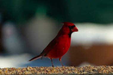 Bu güzel kardinal kuş yemi almak için ahşap korkuluklara çıktı. Parlak kırmızı renkli kuş mohawk ve siyah maskesiyle çok güzel görünüyor. Bu bir erkek ve yiyecek bir şeyler arıyor..