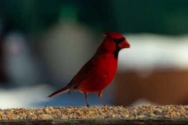 Bu güzel kardinal kuş yemi almak için ahşap korkuluklara çıktı. Parlak kırmızı renkli kuş mohawk ve siyah maskesiyle çok güzel görünüyor. Bu bir erkek ve yiyecek bir şeyler arıyor..