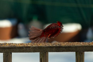 Bu güzel kardinalin ahşap korkuluklardan havalanmasına bayılıyorum. Kanatları vantilatör gibi açıldı. Kırmızı ve siyah ışığın güzel gölgeleri görüntüyü canlandırıyor..