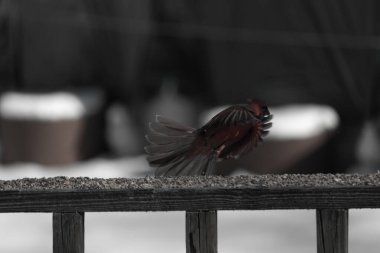 Bu güzel kardinalin ahşap korkuluklardan havalanmasına bayılıyorum. Kanatları vantilatör gibi açıldı. Kırmızı ve siyah ışığın güzel gölgeleri görüntüyü canlandırıyor..
