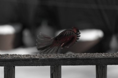 Bu güzel kardinalin ahşap korkuluklardan havalanmasına bayılıyorum. Kanatları vantilatör gibi açıldı. Kırmızı ve siyah ışığın güzel gölgeleri görüntüyü canlandırıyor..