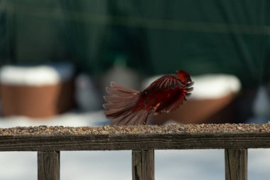Bu güzel kardinalin ahşap korkuluklardan havalanmasına bayılıyorum. Kanatları vantilatör gibi açıldı. Kırmızı ve siyah ışığın güzel gölgeleri görüntüyü canlandırıyor..
