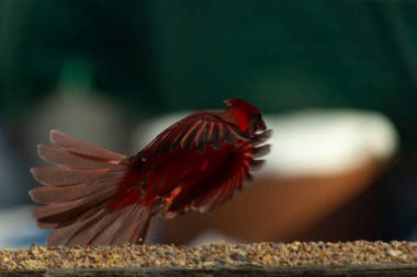 Bu güzel kardinalin ahşap korkuluklardan havalanmasına bayılıyorum. Kanatları vantilatör gibi açıldı. Kırmızı ve siyah ışığın güzel gölgeleri görüntüyü canlandırıyor..