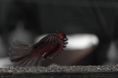 Bu güzel kardinalin ahşap korkuluklardan havalanmasına bayılıyorum. Kanatları vantilatör gibi açıldı. Kırmızı ve siyah ışığın güzel gölgeleri görüntüyü canlandırıyor..